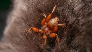 As moscas-de-morcego ápteras (família Nycteribiidae) passam toda a sua vida adulta como parasitas externos de morcegos — Foto: Piotr Naskrecki/The Wilderness Project