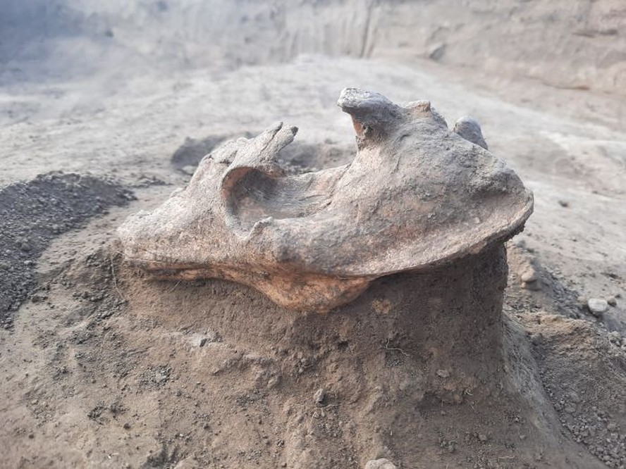 Crânio de lobo encontrado escavação em Cheia, na Romênia