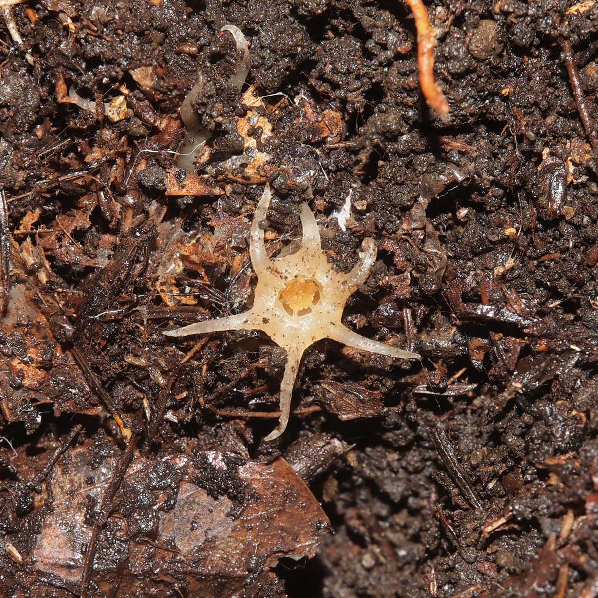 Lanternadefada Planta rara que não faz fotossíntese é descoberta no