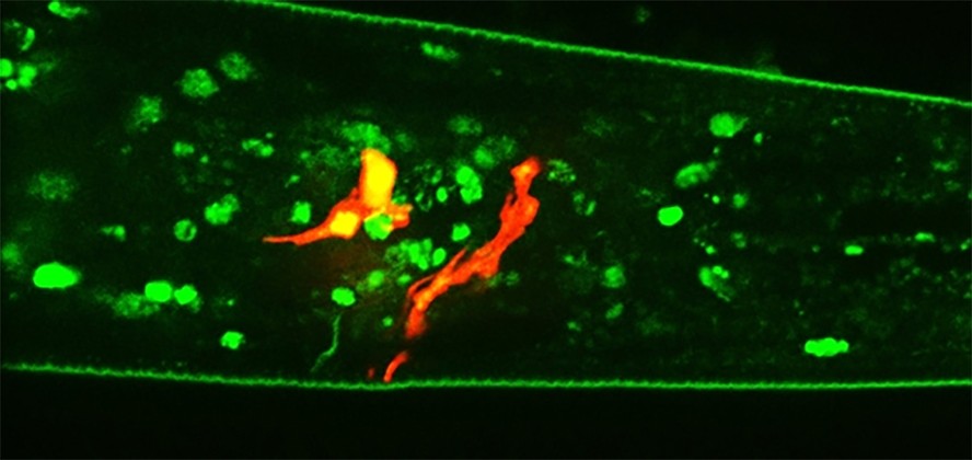 Na imagem do nematoide C. elegans, destaca-se em vermelho um par de neurônios com a via UPRER ativada, em resposta à molécula odorante 1-undeceno