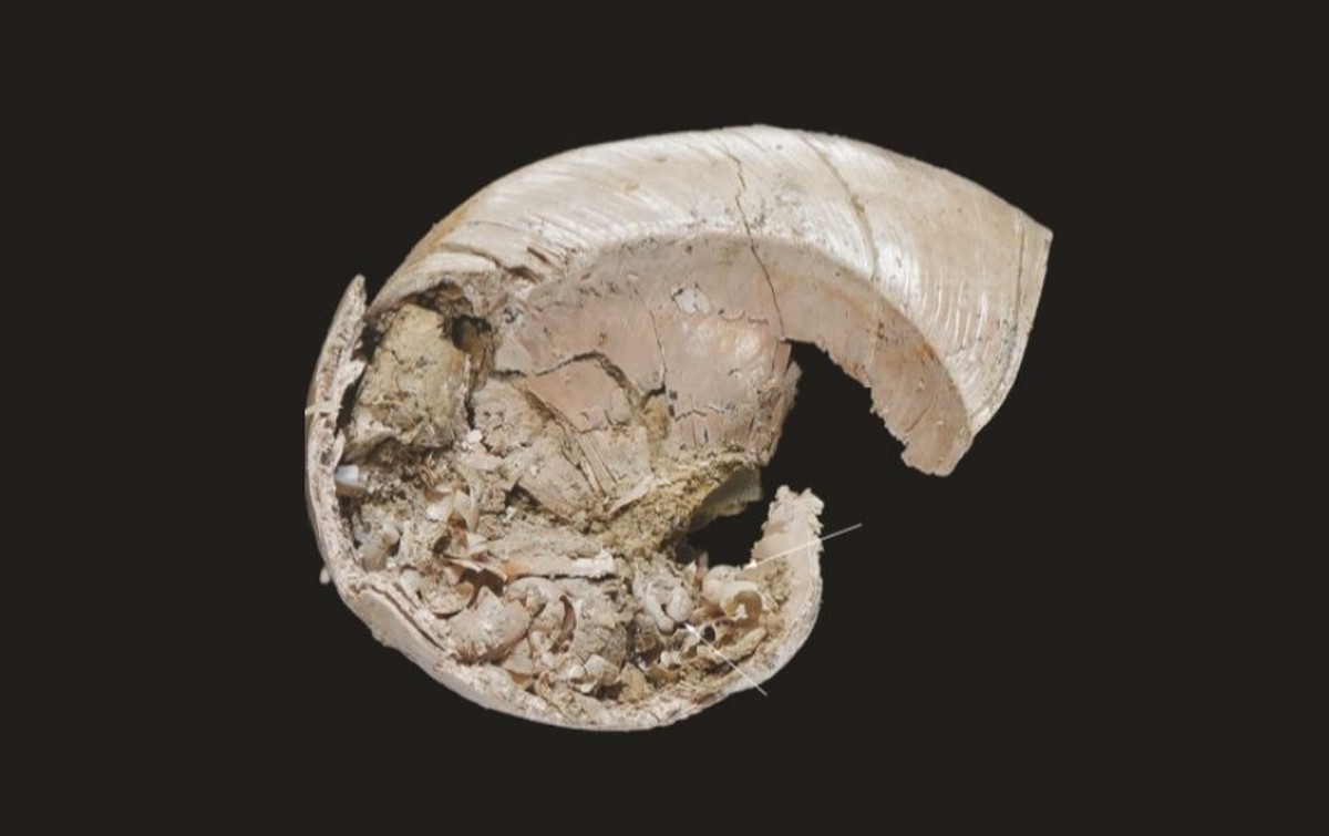 Fóssil deste antigo caracol foi encontrado no interior da concha da mãe