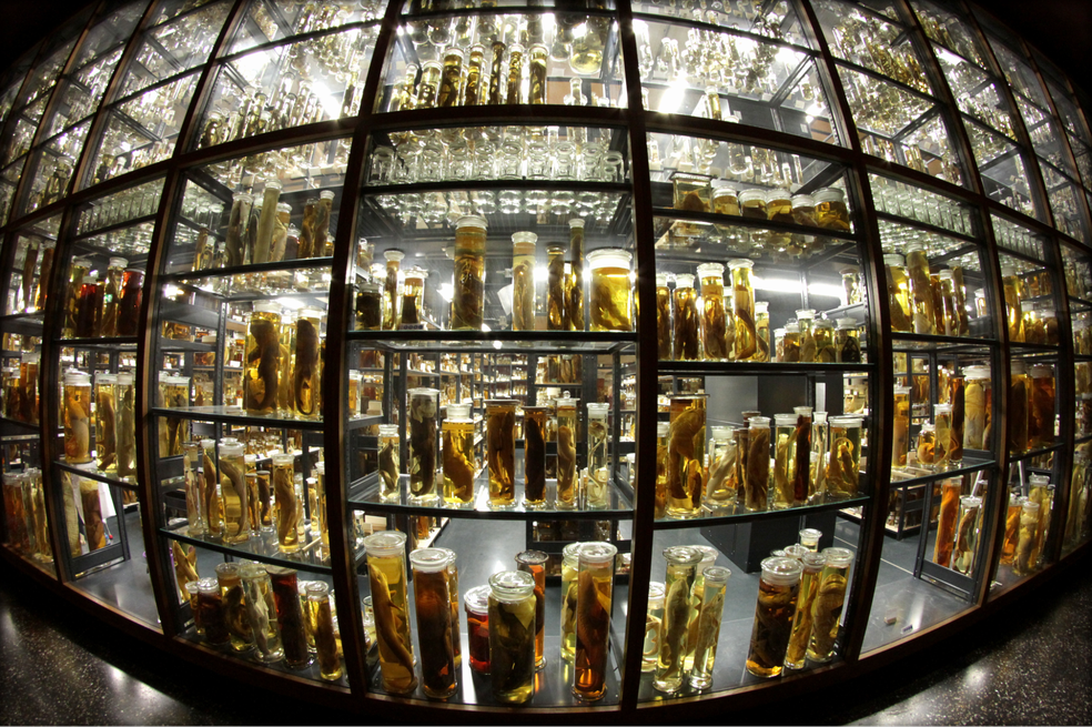 Museus de todo o mundo possuem mais de 100 milhões de espécimes preservados em líquido — Foto: Wikimedia Commons