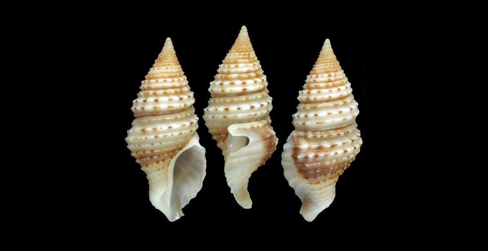 O novo gastrópode foi identificado pelo pesquisador Peter Stahlschmidt, da Universidade de Landau, na Alemanha — Foto: The Nippon Foundation-Nekton Ocean Census/Peter Stahlschmidt