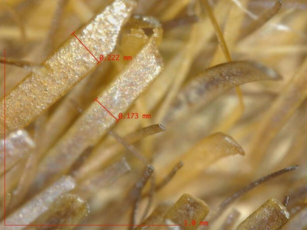 Pelos da capa de foca em detalhes microscópicos — Foto: Élodie Lévêque et al.