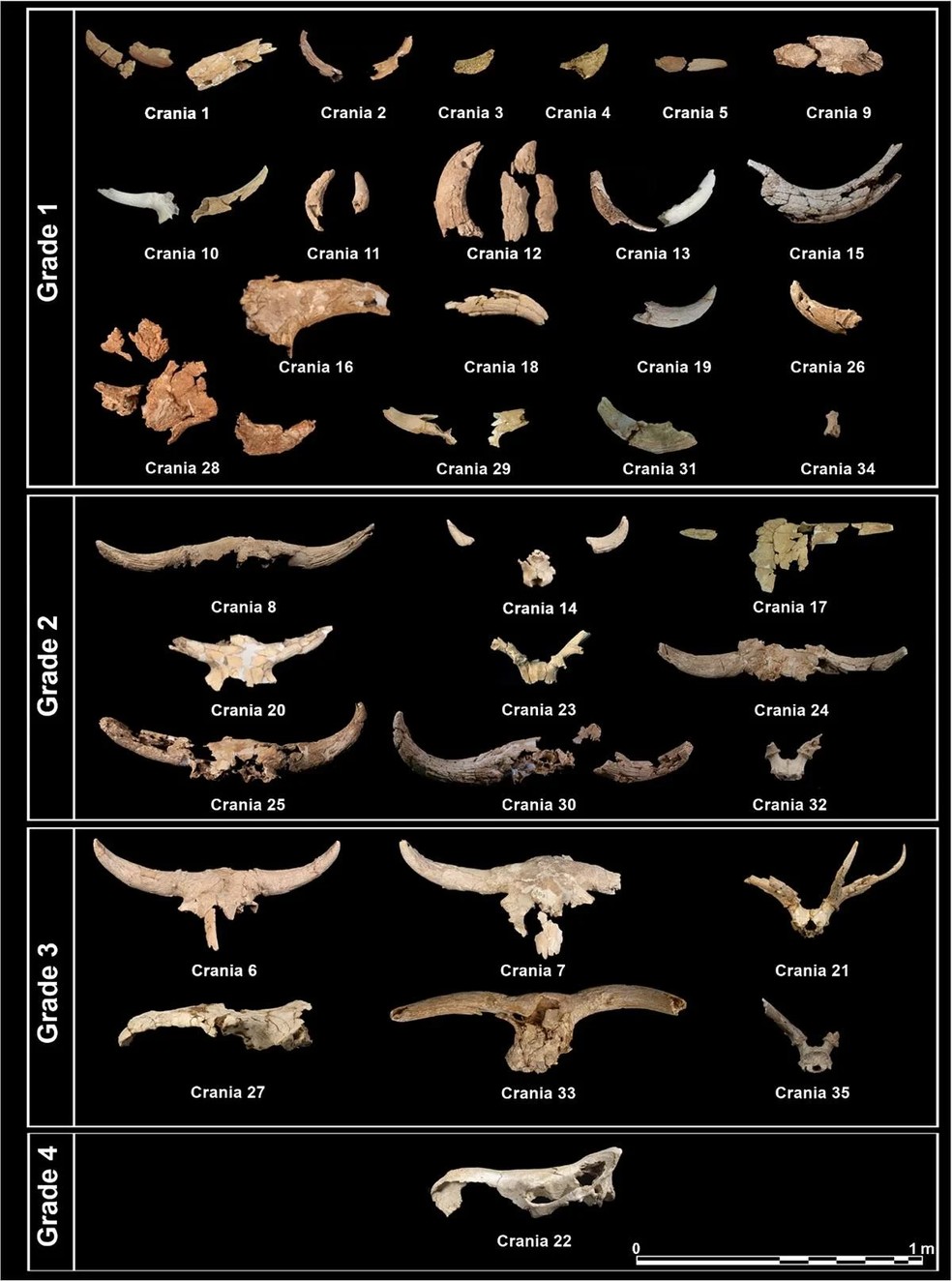 Nos crânios encontrados, a maioria das mandíbulas estava ausente, mas todos pertenciam a espécies de mamíferos com chifres ou galhadas — Foto: Lucía Villaescusa/Archaeological and Anthropological Sciences