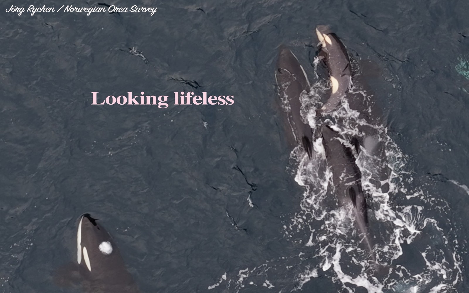  Norwegian Orca Survey