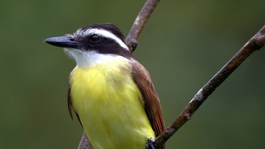 Desmatamento no interior de SP fez 80 espécies de aves desaparecerem