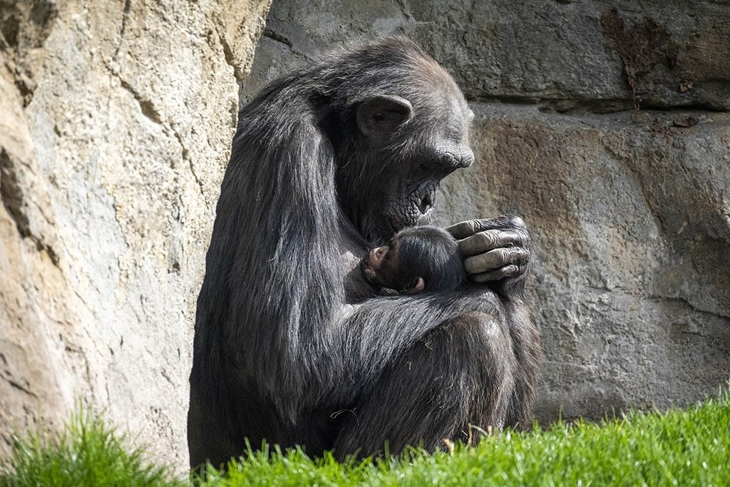 Por que estes macacos podem carregar filhotes mortos nas costas por meses