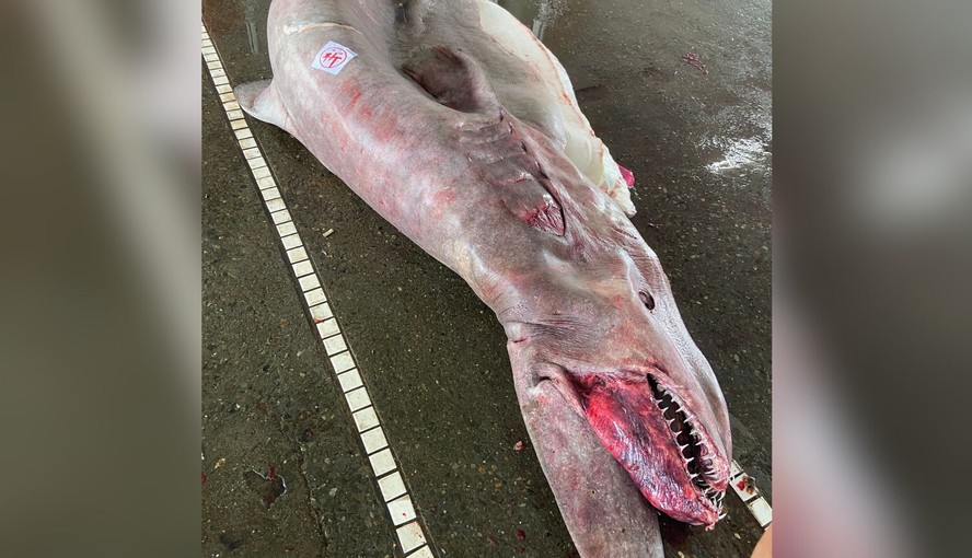 Tubarão-duende de 800 kg estava grávida de 6 filhotes