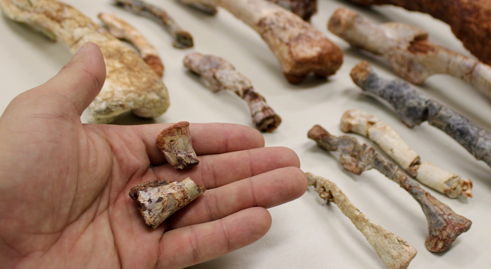 Novo réptil descoberto no RS preenche lacuna sobre origem dos dinossauros