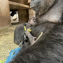 Bebê gorila e sua mãe no Zoológico Nacional do Smithsonian e Instituto de Biologia da Conservação, nos EUA  — Foto: Zoológico Nacional do Smithsonian e Instituto de Biologia da Conservação
