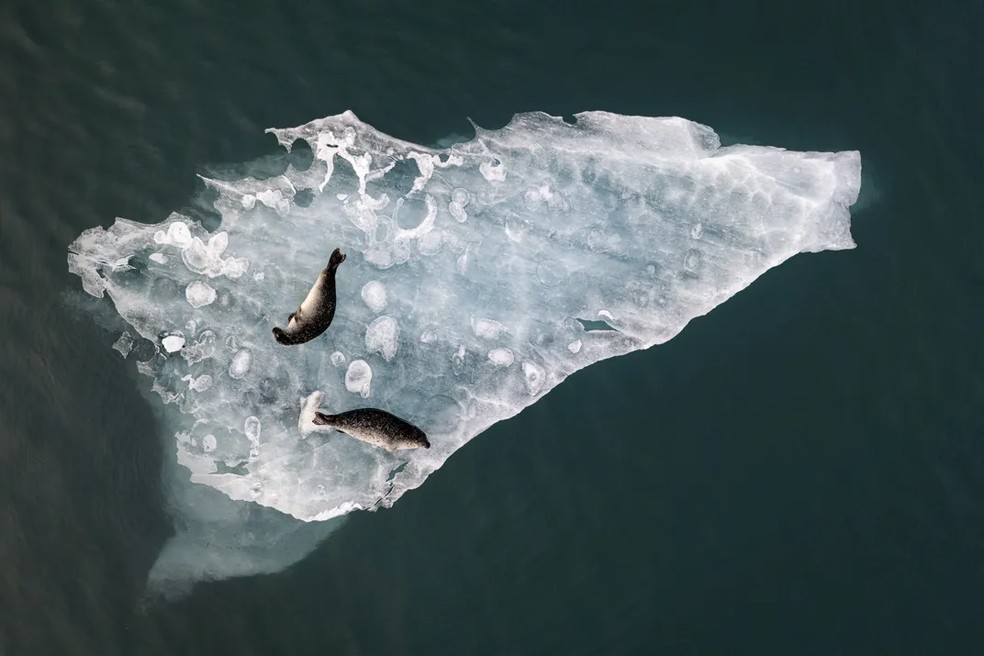 Em "Acima do Gelo", vencedor do Prêmio Escolha do Presidente, duas focas descansam pacificamente em uma placa de gelo flutuante na lagoa glacial de Jokulsarlon, no sul da Islândia — Foto: Fabien Guittard