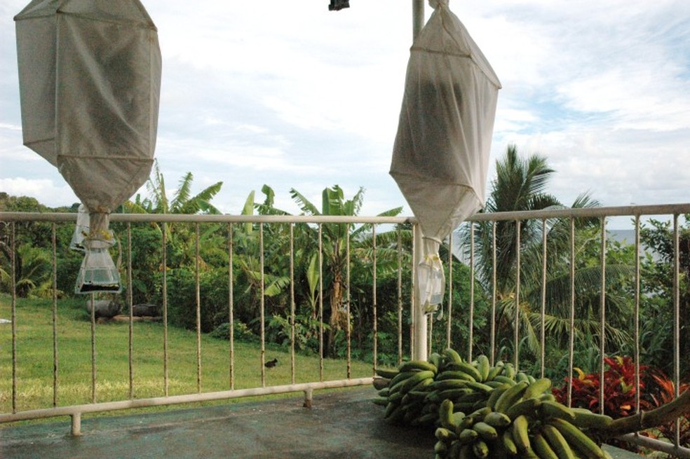 O trabalho de campo dos pesquisadores também envolveu a coleta de amostras de formigas em Fiji — Foto: Divulgação/Instituto de Ciência e Tecnologia de Okinawa