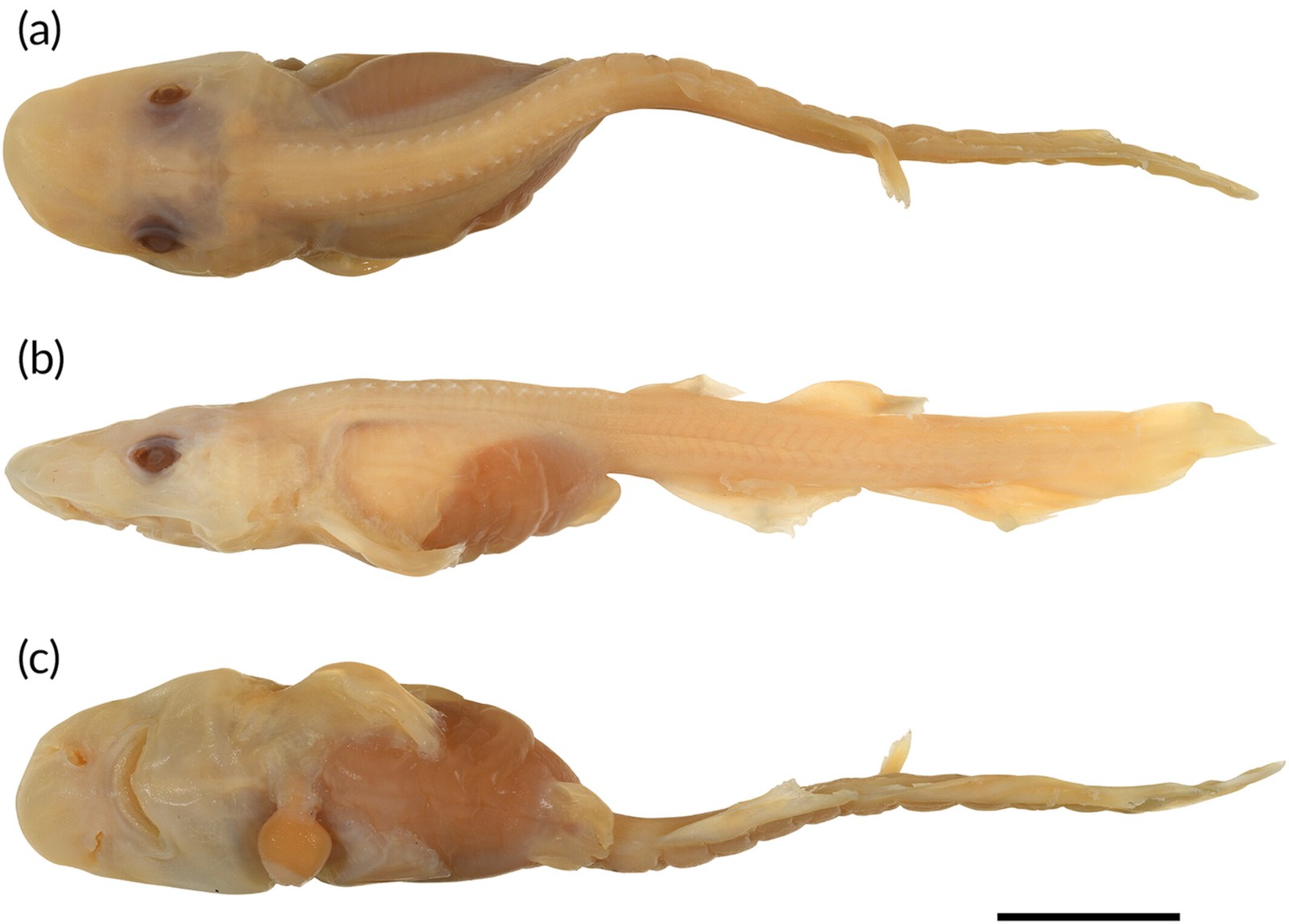 Embrião tardio de um tubarão Apristurus ovicorrugatus  — Foto: William T. White
