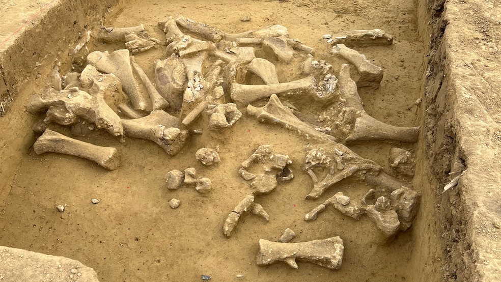 Restos de mamute encontrados em sítio arqueológico na Áustria — Foto: © ÖAW-ÖAI/Marc Händel