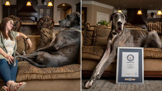 Morre Zeus, o cachorro mais alto do mundo; conheça sua história