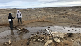 Especialistas analisam os esqueletos de baleias descobertos — Foto: AARI