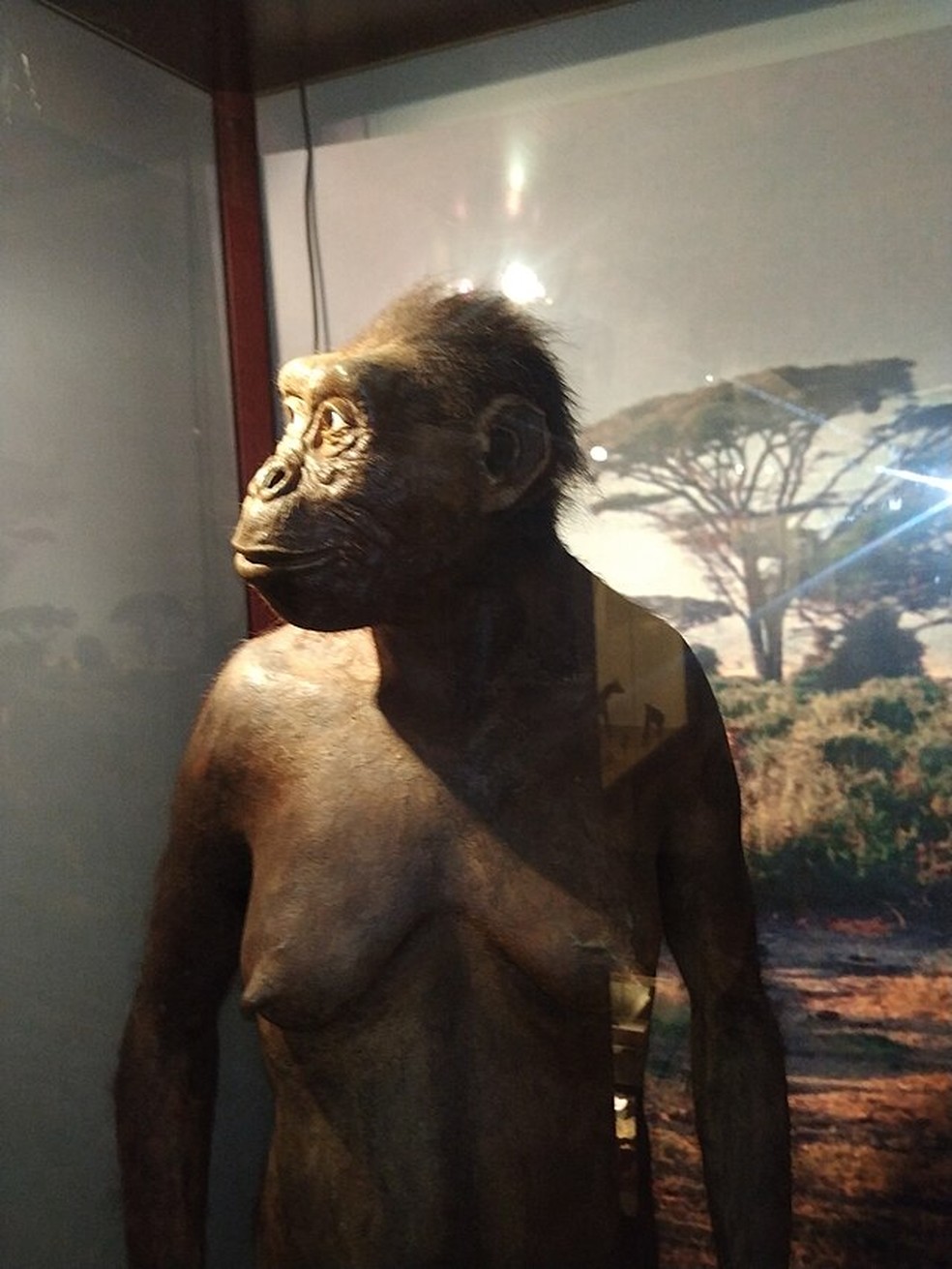 Lucy, um exemplar de Australopithecus afarensis, possui cerca de 3,2 milhões de anos de idade — Foto: Wikimedia Commons