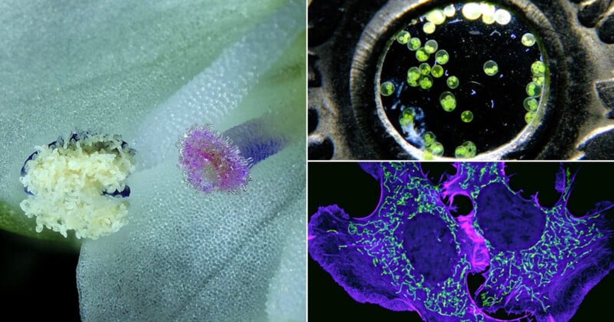 Veja os 5 vídeos destaques do concurso de microfotografia da Nikon 2025