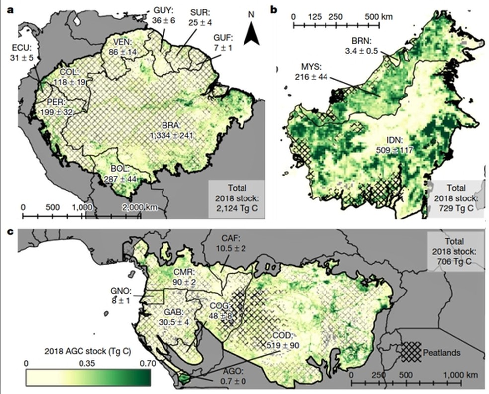 Estoque de carbono modelado em 2018 em florestas em recuperação (degradadas e secundárias) nas três regiões: (a) Amazônia, (b) Bornéu, e (c) Congo — Foto: Heinrich et al./Nature