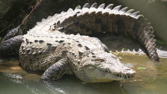 Em caso inédito, crocodilo fêmea "virgem" bota ovos não fecundados