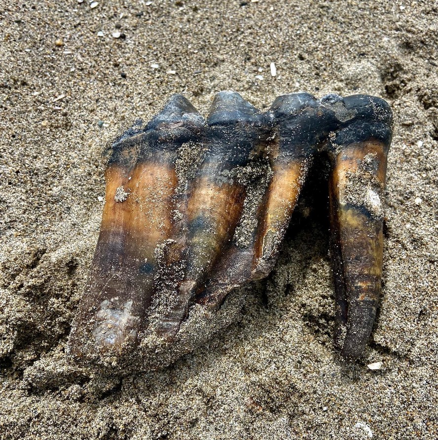 Dente de mastodonte encontrado em praia na Califórnia