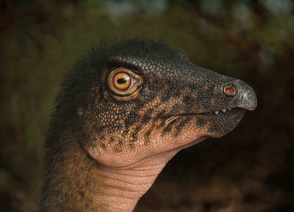 Ilustração de um Thescelosaurus durante o último período Cretáceo, há quase 67 milhões de anos. Esses animais bípedes, com cerca de 3 a 3,6 metros de comprimento, vagavam pelos pântanos tropicais, florestas e planícies de inundação onde Denver hoje se encontra — Foto: Andrey Atuchin/Museu de Natureza e Ciência de Denver