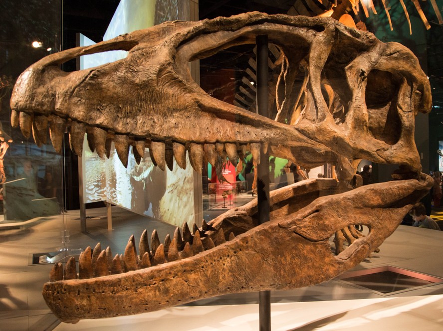 Crânio do dinossauro Carcharodontosaurus; peça semelhante a esta pode ser observada em evento da Osusp