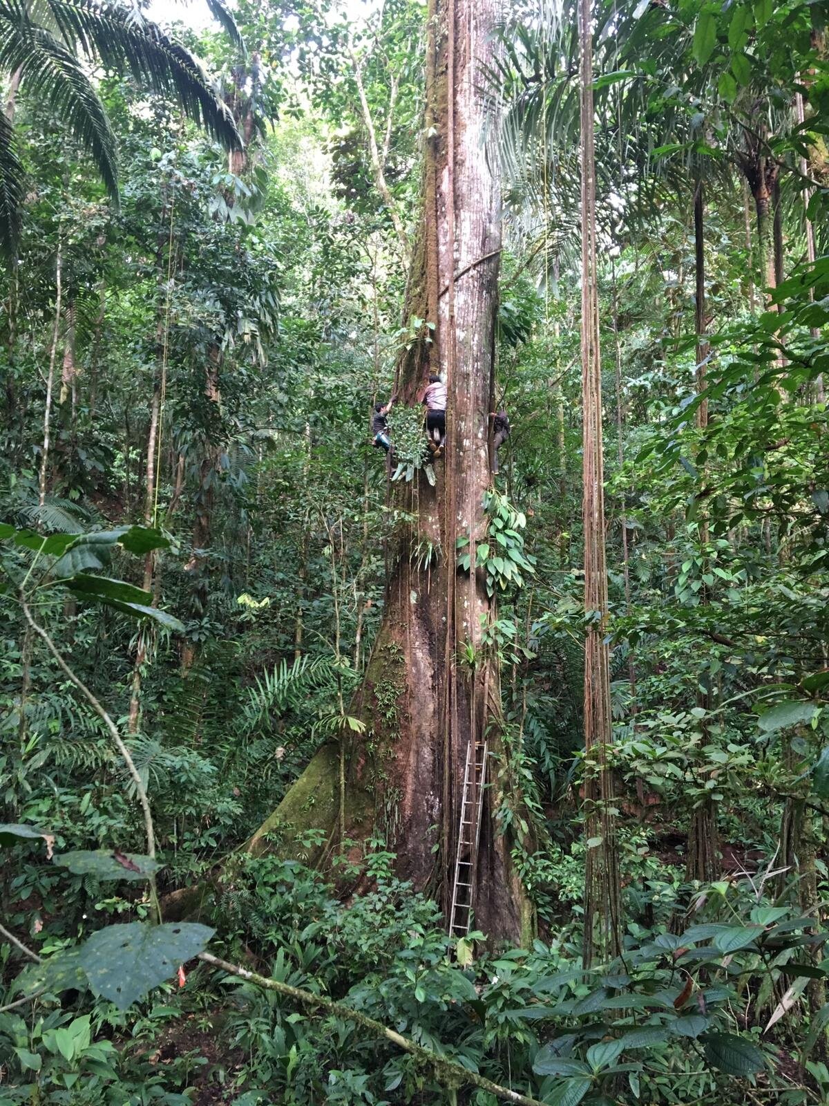 Tamanho das árvores da Amazônia aumentou com a alta de CO2, indica estudo