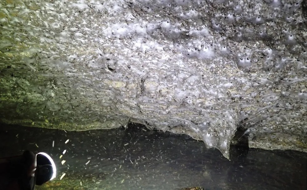 As aranhas da Caverna de Enxofre se alimentam de mosquitos não picadores, cujas nuvens pairam perto da entrada da caverna — Foto: Urak et al.