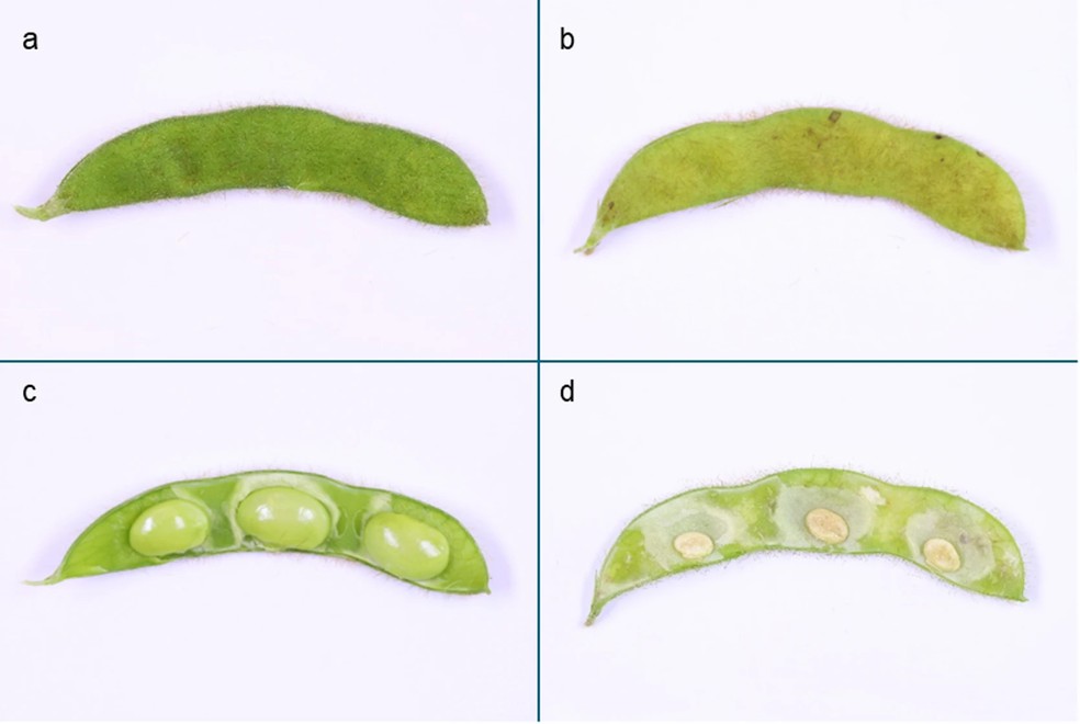 Ilustração dos danos causados pela alimentação de percevejos-marrom em vagens de soja — Foto: Scientific Reports