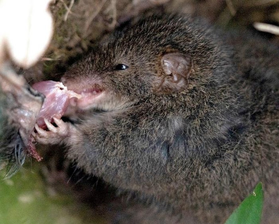 Marsupial da espécie 'Antechinus mimetes' canibalizando a outro de sua própria espécie