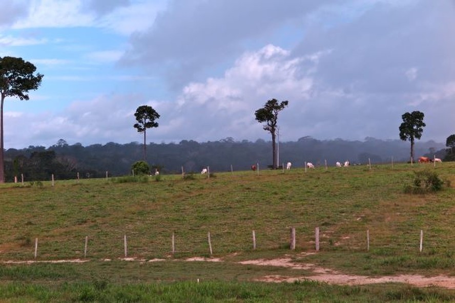 Pastagem próxima a área de floresta nativa no Pará