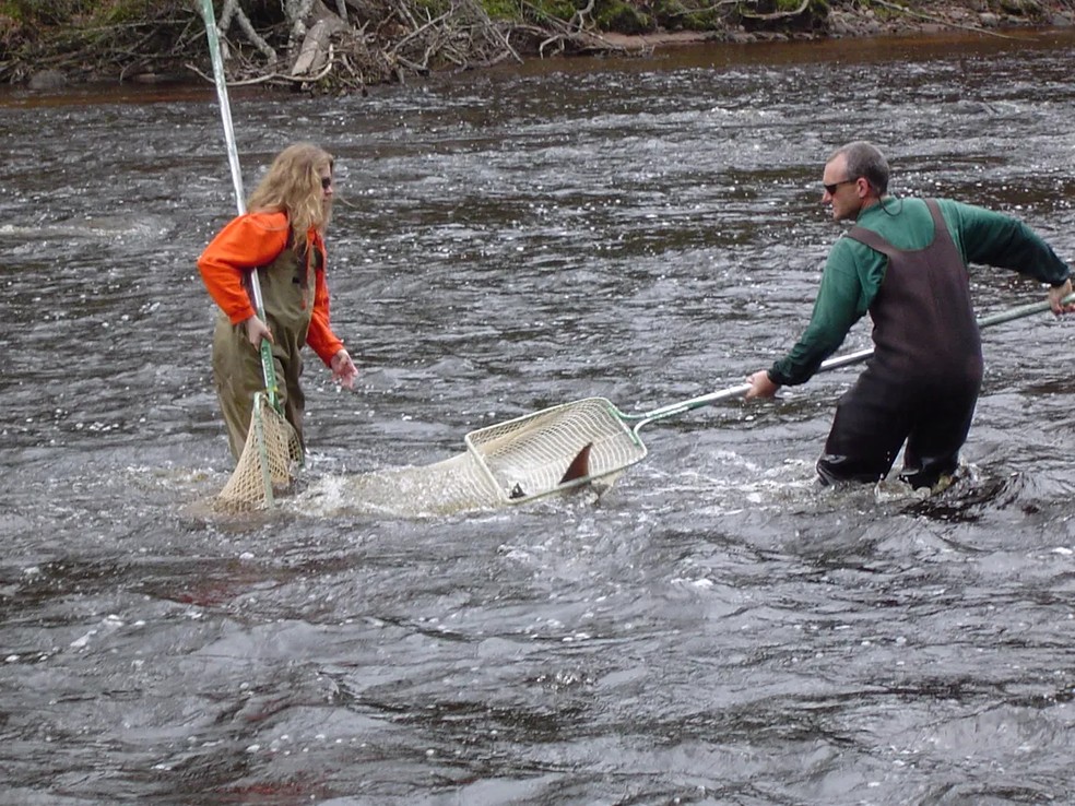 Pesquisadores usaram redes de arrasto de cabo longo para capturar um esturjão-do-lago. O animal foi solto após a análise — Foto: Departamento de Recursos Naturais de Michigan
