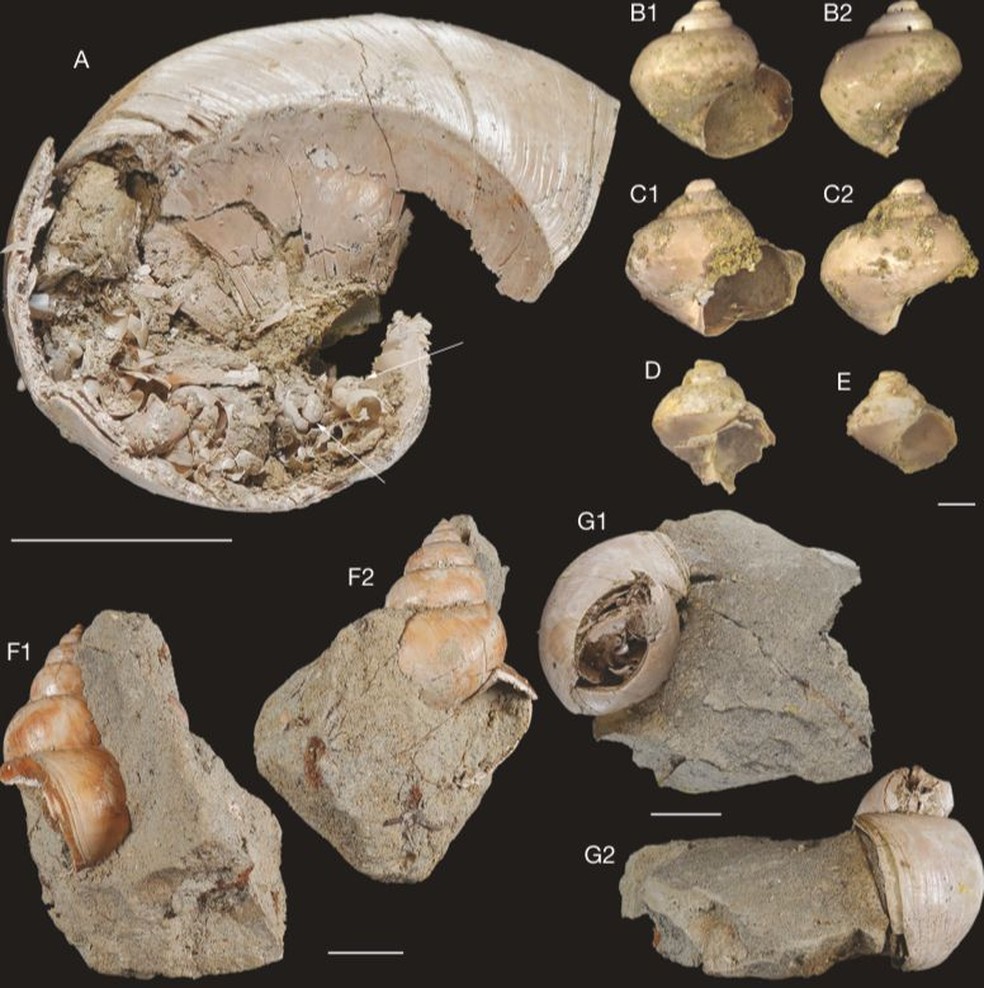 Cerca de 99% das espécies de moluscos registradas em Taiwan são espécies aquáticas, principalmente marinhas — Foto: Chien-Hsiang Lin e Chia-Hsin Hsu