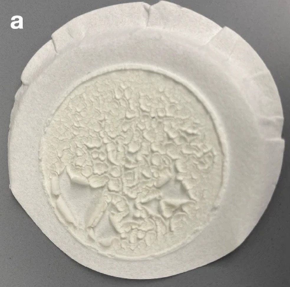 Acima você pode ver o material produzido pelas osteoleveduras no estudo — Foto: Isaak E. Müller, Alex Y. W. Lin, Yusuke Otani, Xinyi Zhang/Nature Communications