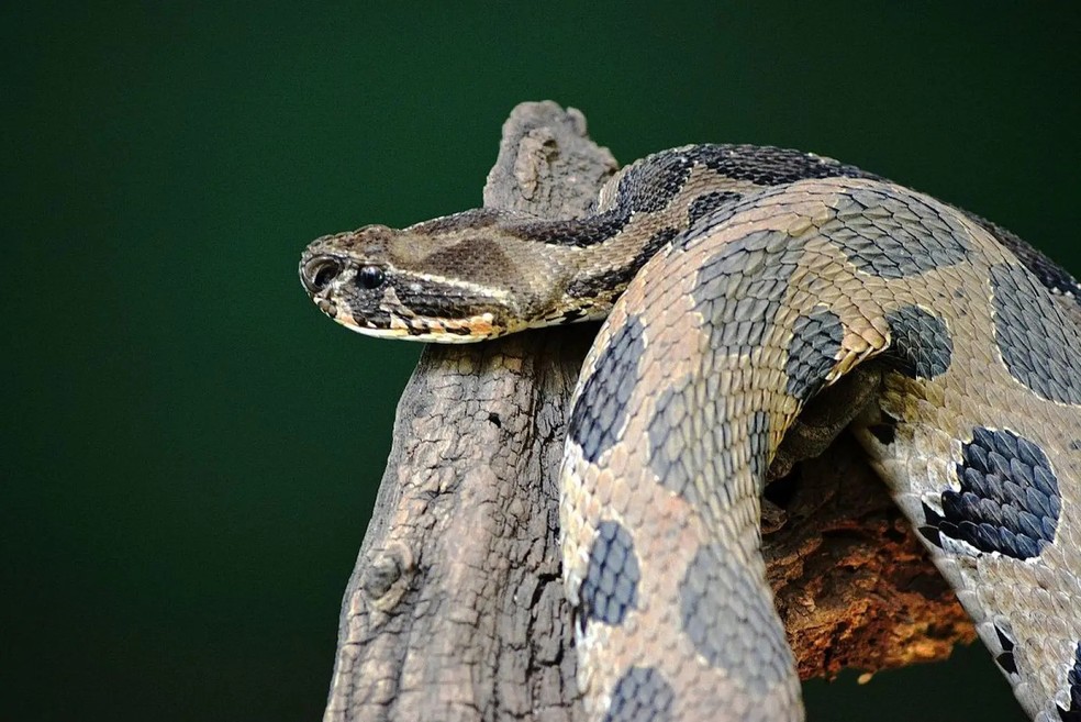  Tathekalyani/Animalia