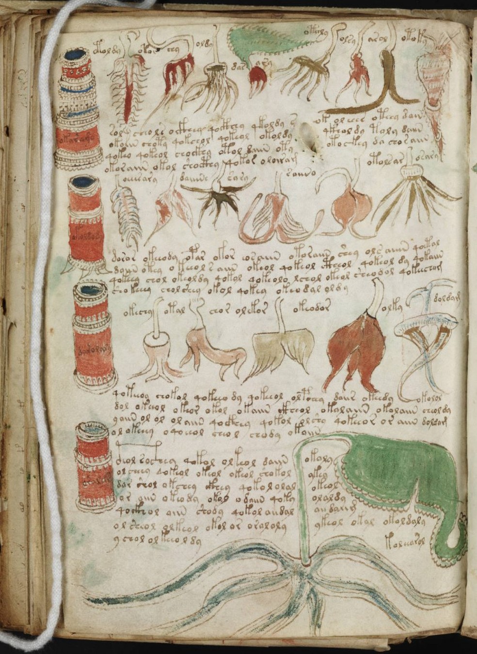 Página com ilustrações do Manuscrito Voynich — Foto: Domínio público