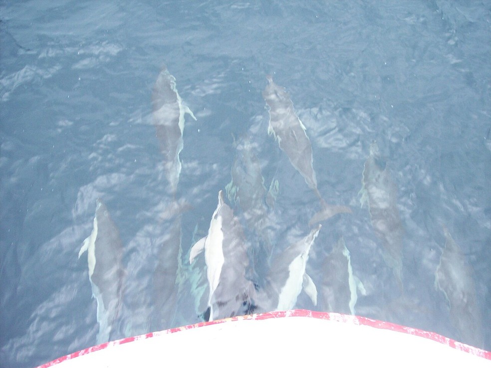  Wikimedia Commons