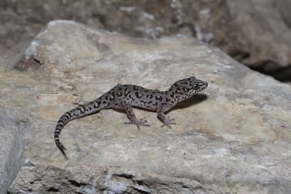 Dixonius noctivagus — Foto: Reprodução/Hun Seiha/Fauna & Flora