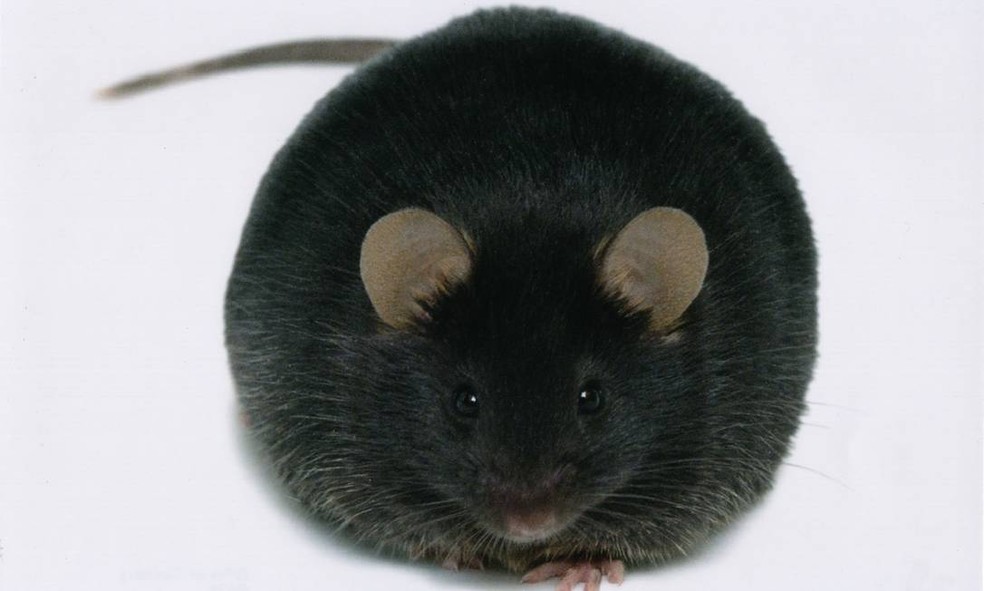 Os camundongos obesos que receberam o composto no estudo apresentaram uma queima de gordura sem a perda de músculos de forma significativa para a pesquisa — Foto: Divulgação/Centro Internacional de Fotografia