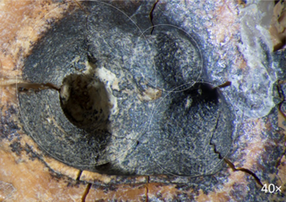 Três cavidades na parte superior e mastigatória do dente molar — Foto: PLOS One