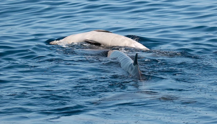 Mãe baleia foi observada em comportamento de luto por filhote morto