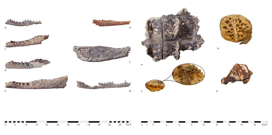 Restos de cabeças de crocodilo encontradas na necrópole de Tebas, no Egito