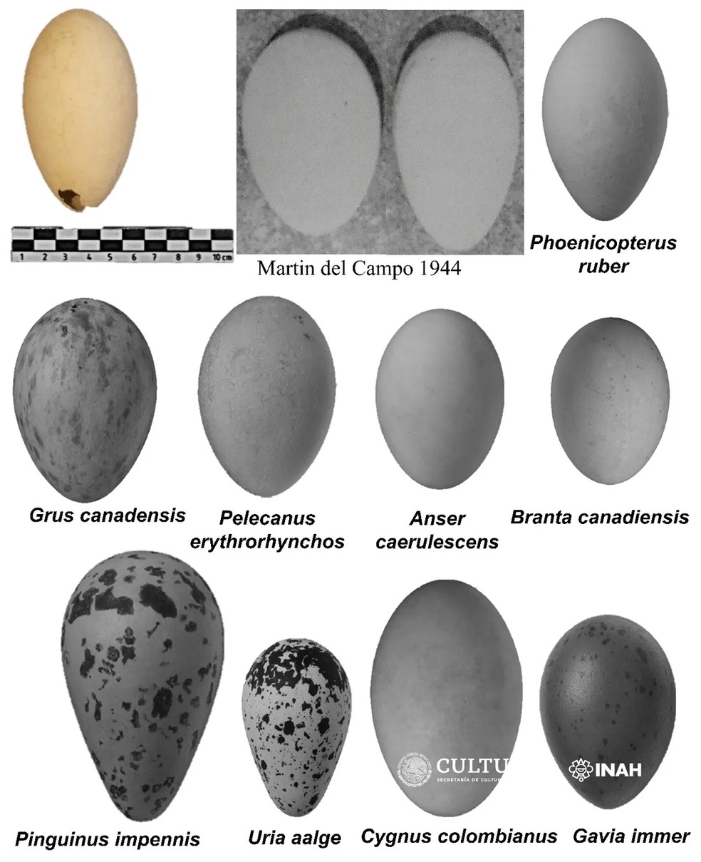 Ovo recém-descoberto (no canto superior esquerdo) em comparação com outras espécies conhecidas — Foto: José Alberto Cruz Silva, INAH.