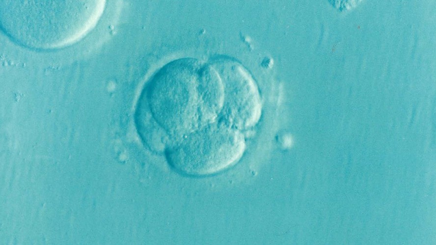 Os dilemas éticos e morais da criação de embriões humanos sintéticos