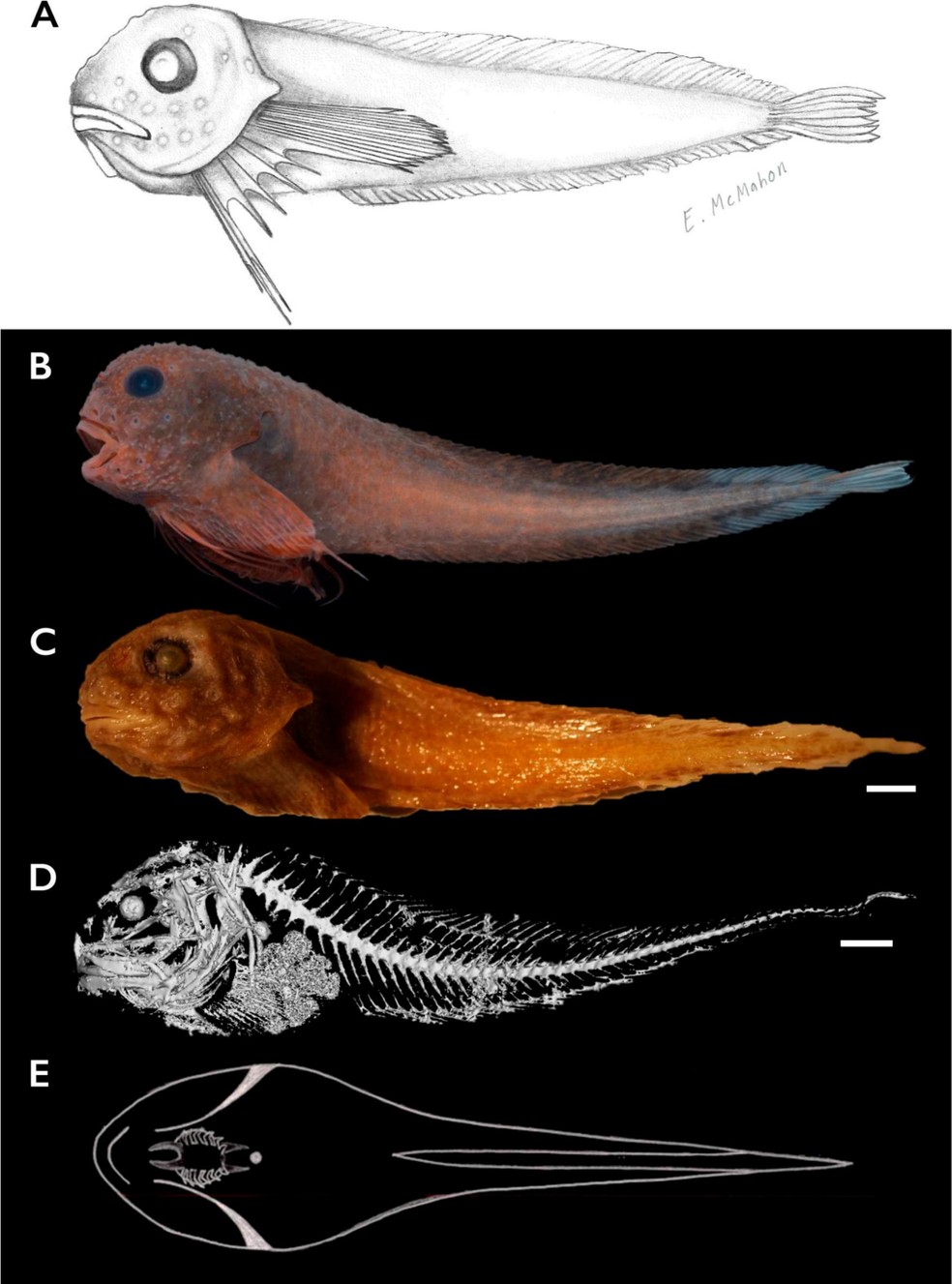 O Careproctus colliculi ou bumpy snailfish utiliza os longos raios de suas nadadeiras peitorais na natação e percepção do ambiente — Foto: Mackenzie Gerringer, Emily McMahon/Ichthyology & Herpetology