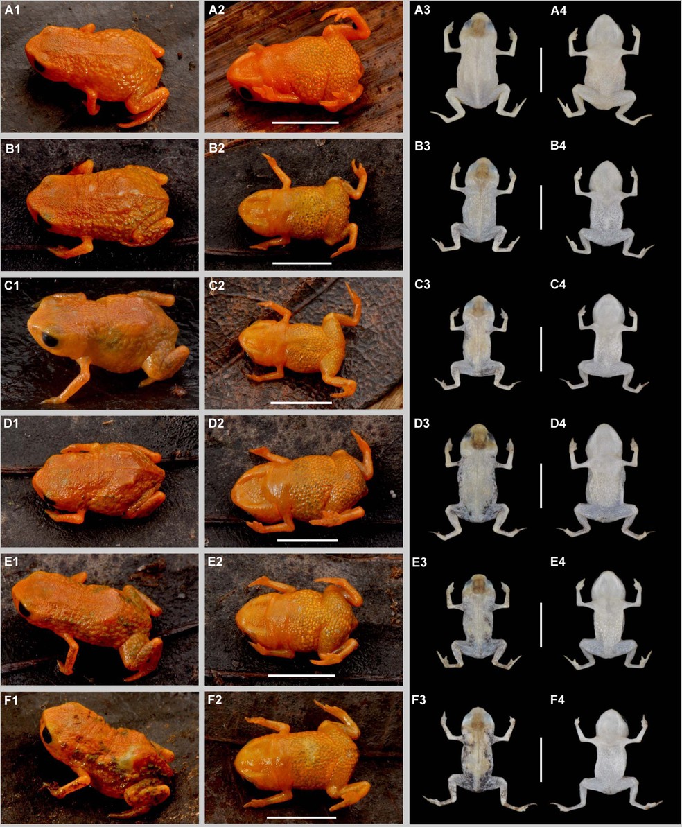 Espécie pode ter diferentes combinações de cores, geralmente mantidas entre o laranja, os tons esverdeados e o marrom — Foto: Luiz Fernando Ribeiro