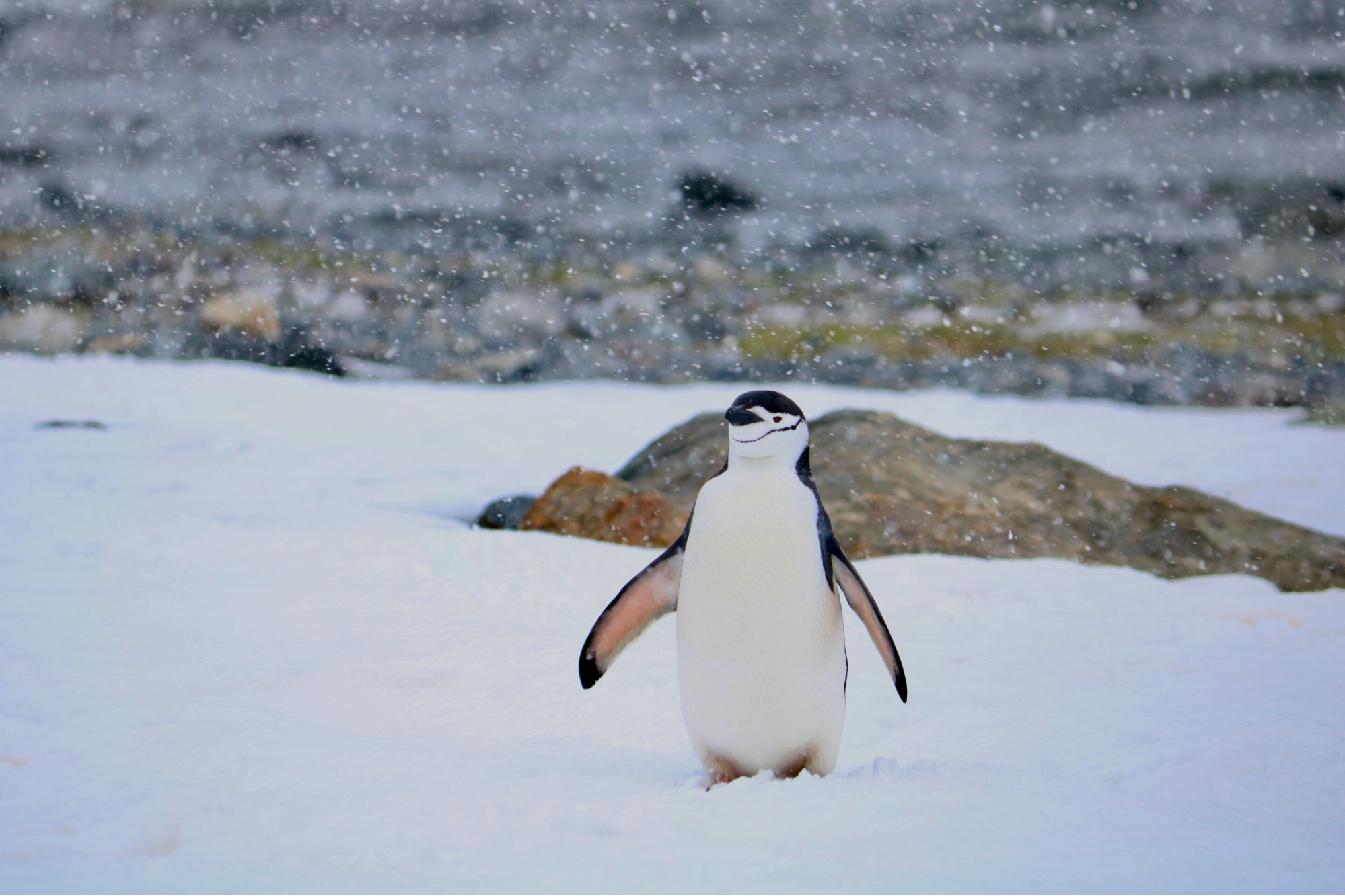 Maior colônia de pinguins do mundo perde 63% dos casais de uma espécie