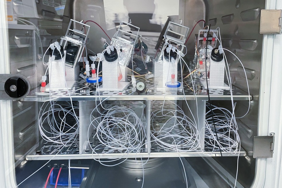 Incubadora dentro do laboratório do FinalSpark, onde os organoides cerebrais são conectados a sistemas para mantê-los vivos e online — Foto: Daniel Burger